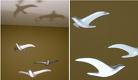 Birds in flight
